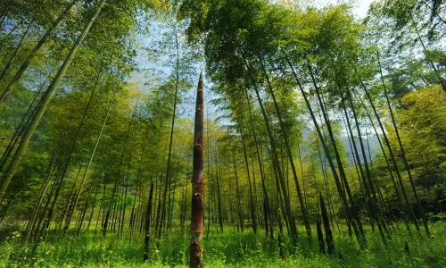 Three Gorges Bamboo Sea