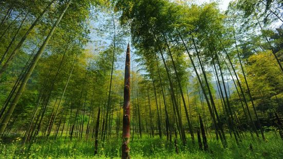 Three Gorges Bamboo Sea