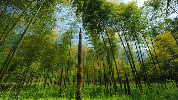 Zigui