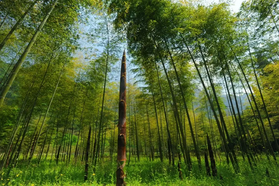 Three Gorges Bamboo Sea