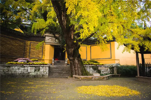 Ginkgo Viewing in Wuxi