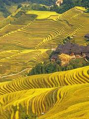 Longji Rice Terrace