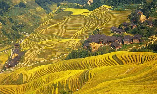Longji Rice Terraces