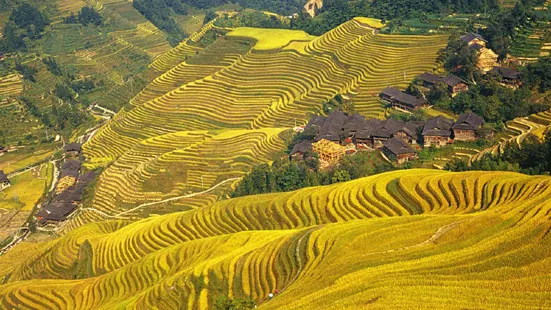 Longji Rice Terrace