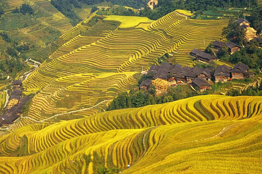 Longji Rice Terrace