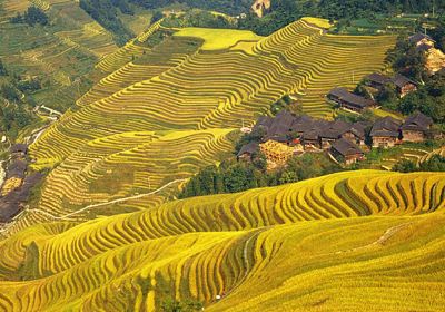 Longji Rice Terrace Scenic Spot