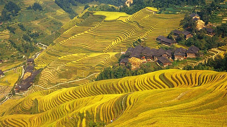 Longji Rice Terrace