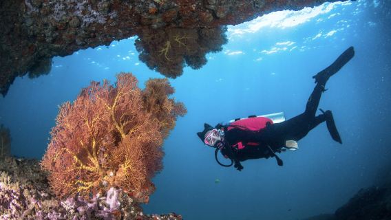 泰國皮皮島PKT中華潛水+瑪雅灣+小皮皮島持證潛水水肺潛水4小時【船潛2潛+老牌潛店|PADI五星IDC發展中心】
