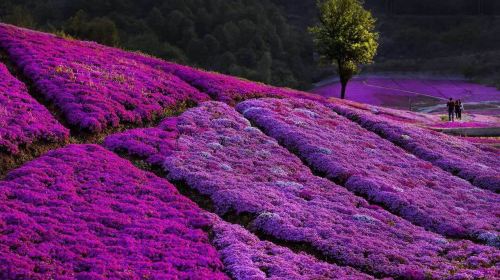 Chuancang Flower Sea