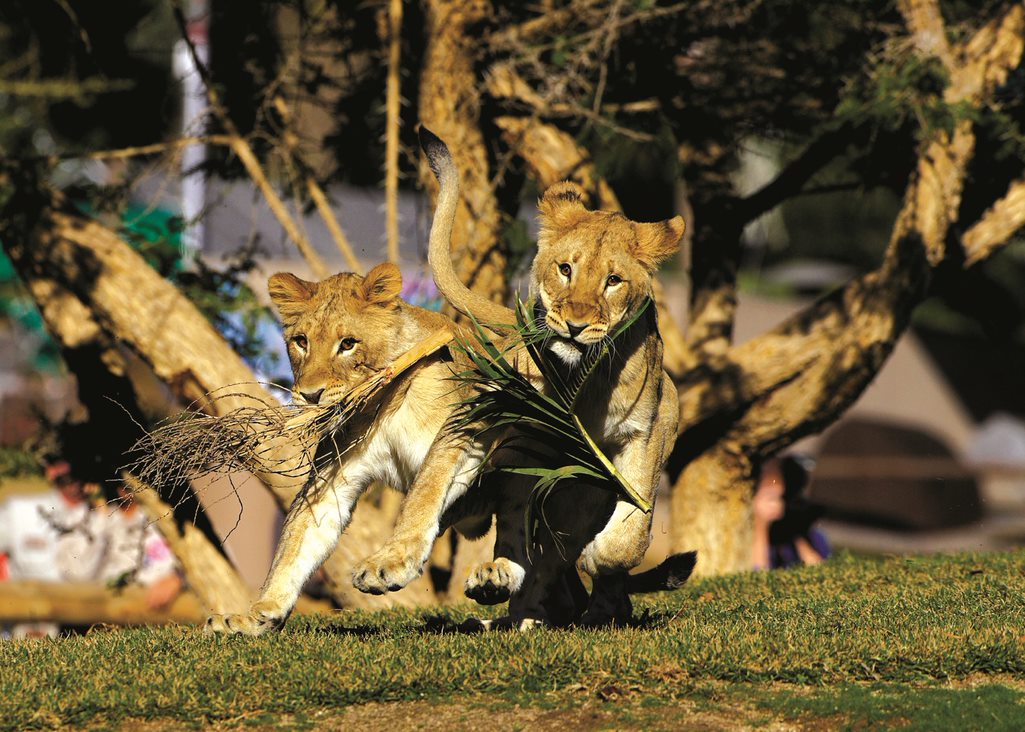 世界最大級の大きさを誇る動物園 アメリカ サンディエゴ動物園入場券 Trip Com 世界最大級の大きさを誇る動物園 アメリカ サンディエゴ動物園入場券 Trip Com