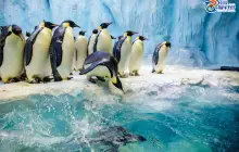 Zhuhai Chimelong International Ocean Resort