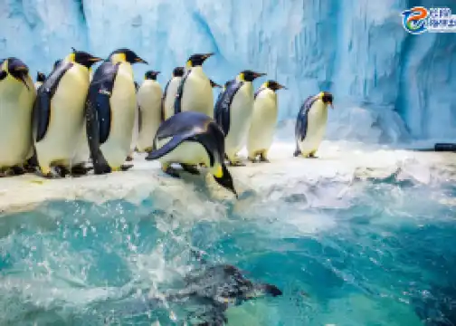 Zhuhai Chimelong International Ocean Resort