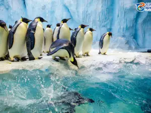 珠海横琴長隆国際海洋リゾート