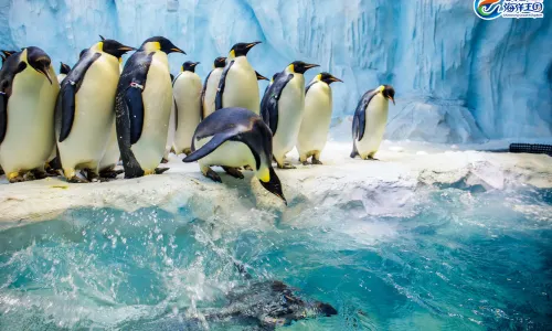 Zhuhai Chimelong International Ocean Resort