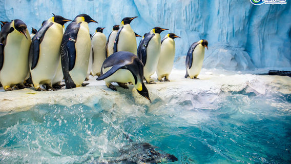 Zhuhai Chimelong International Ocean Resort