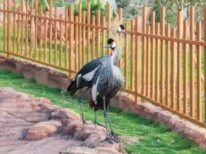 융홍 야생동물 세계