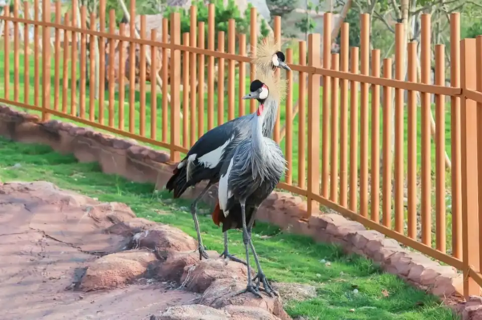 2_Yonghong Wild Animal World