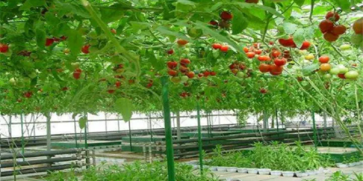 浩彤現代農業觀光園