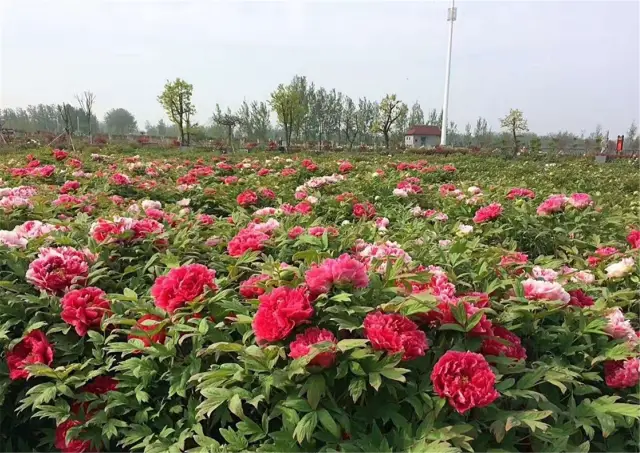 Peony Viewing in Heze