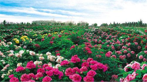 曹州百花園