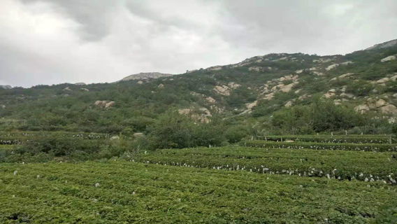 Bình Độ