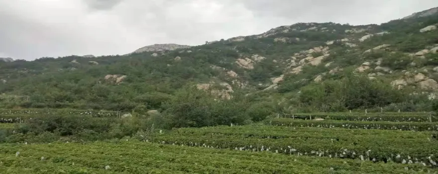 大澤山