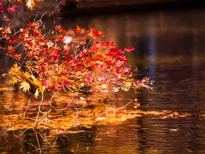 Pushi River Forest Park