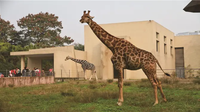 4_Chongqing Zoo