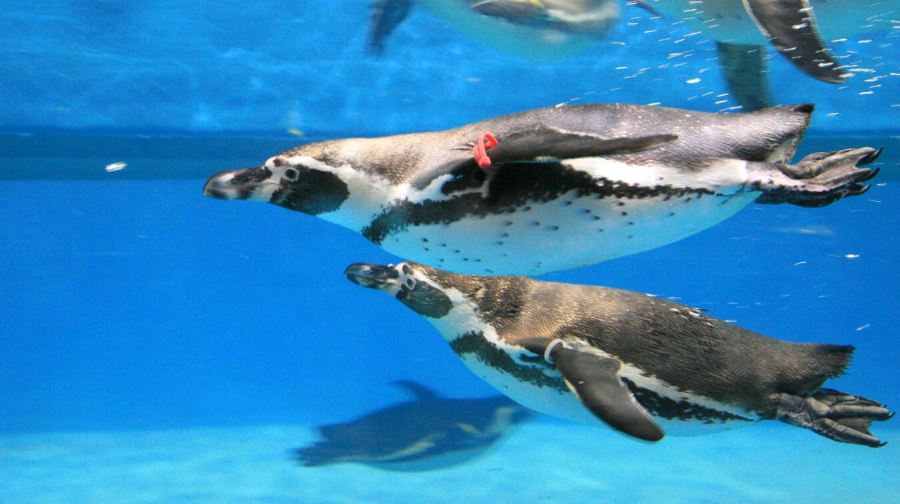 韓國首爾+COEX水族館+首爾小童大樂園+塗鴉秀 （NH藝術廳）一日遊