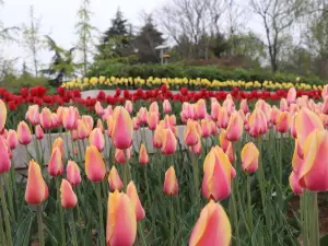 Caozhou Peony Garden