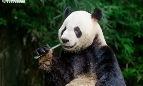 Guangzhou Chimelong Tourist Resort