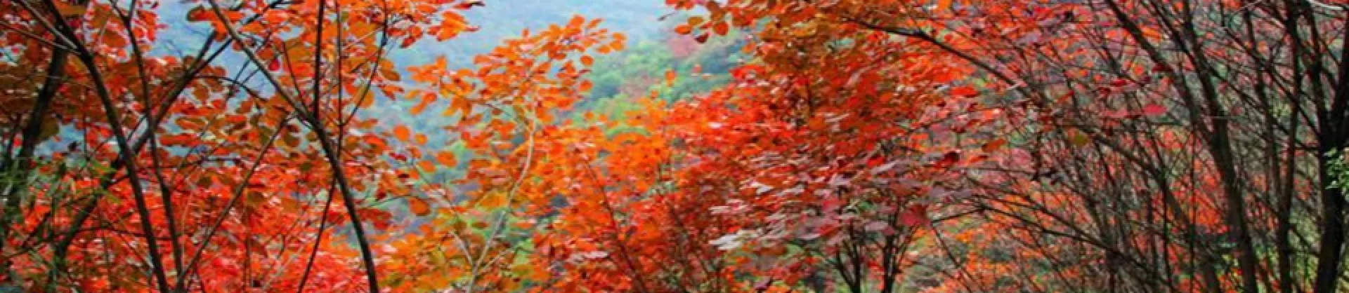 Fall Viewing Attractions
