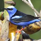 Birding with Esteban daily guided tours.
