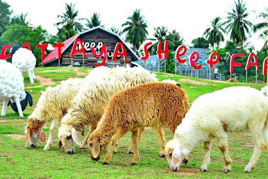 芭達雅小綿羊農莊