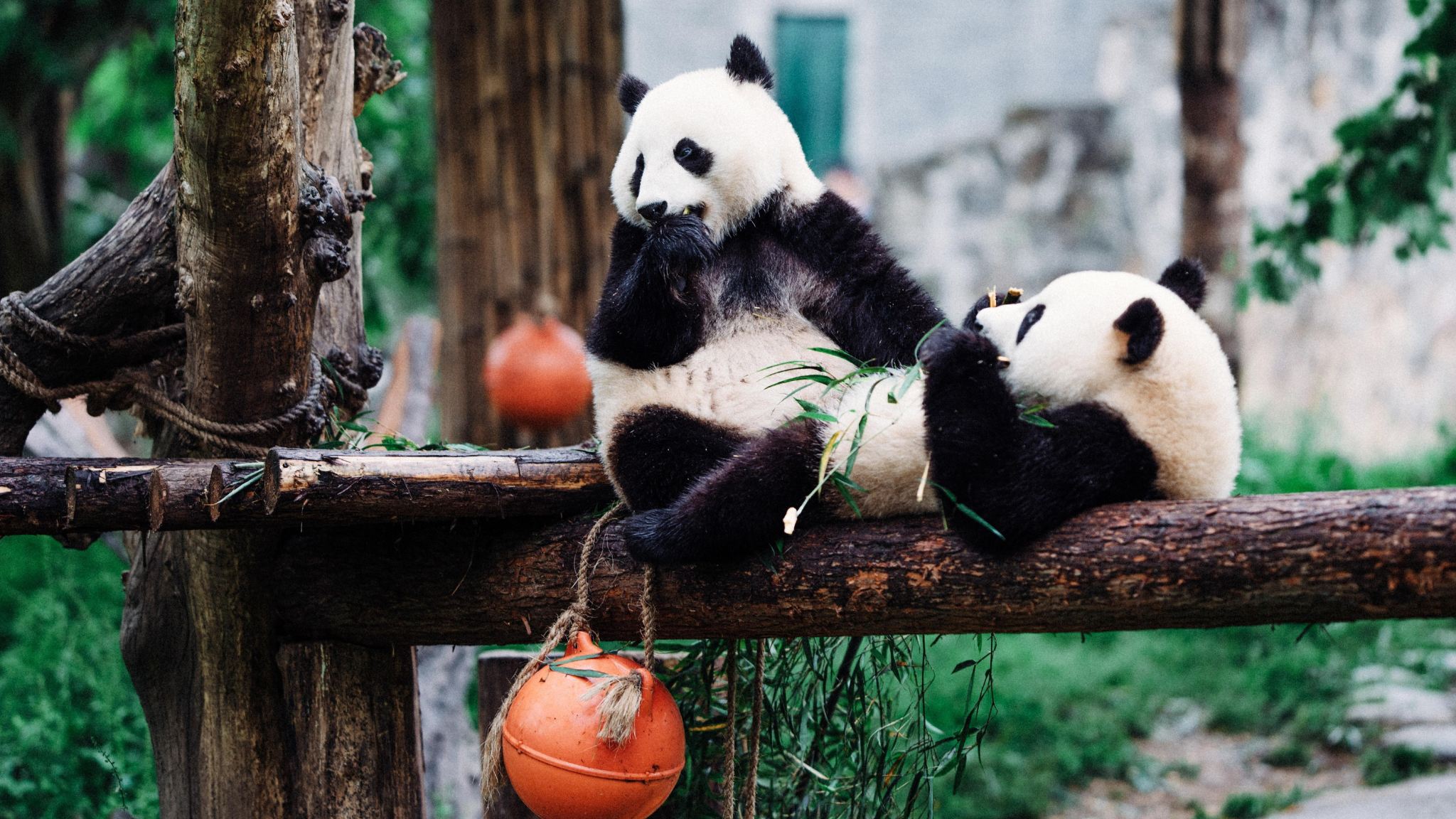 ทัวร์ครึ่งวันฐานวิจัยการเพาะเลี้ยงหมีแพนด้ายักษ์เฉิงตู โดยชูเซี่ยวเจียง 1.5-2 ชั่วโมง บรรยายละเอียด อาจรวมตั๋วเข้า