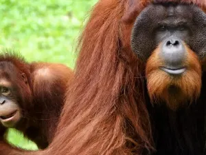 A' Famosa Safari Wonderland
