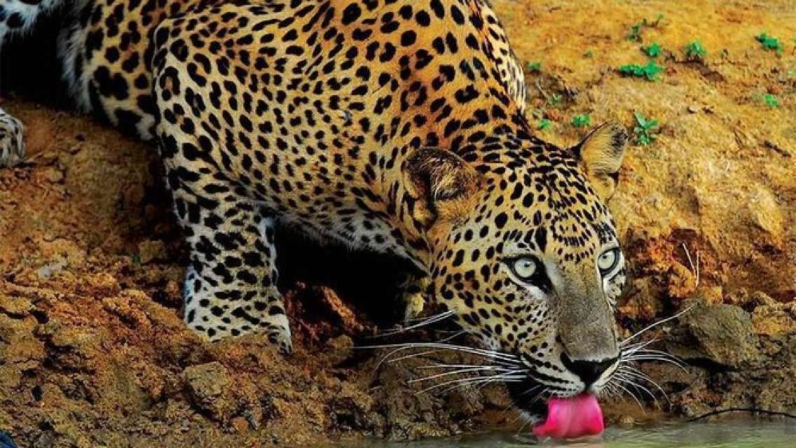 big cat safaris, big cat, safaris in India, India and Sri Lanka, parks and reserves