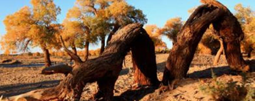 Dawakol Desert Scenic Spot