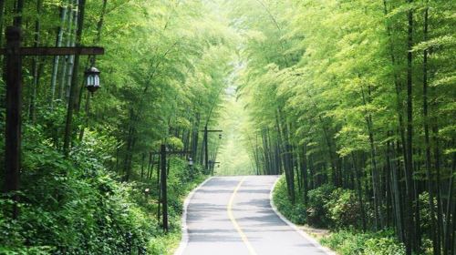 Three Gorges Bamboo Sea