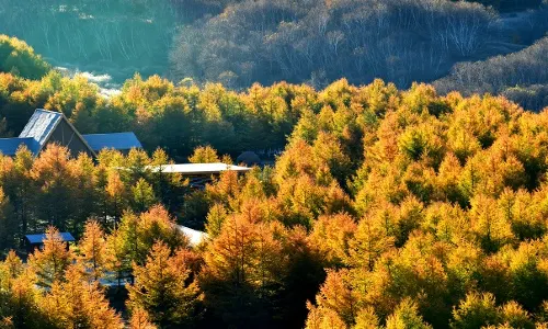 Fairy Valley Colorful Forest International Tourism Resort