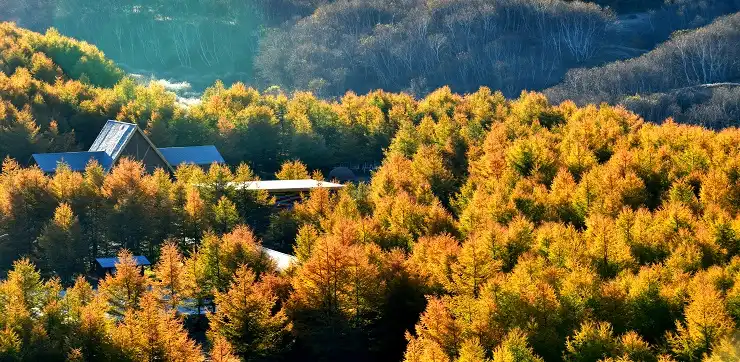 2_Fairy Valley Colorful Forest International Tourism Resort