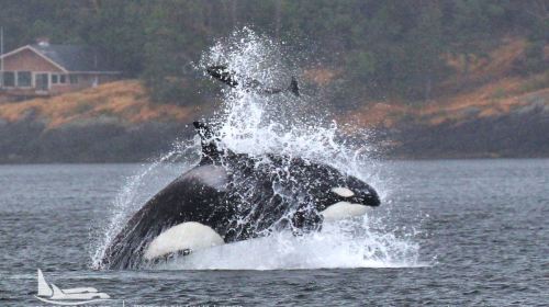 Vancouver Whale Watch