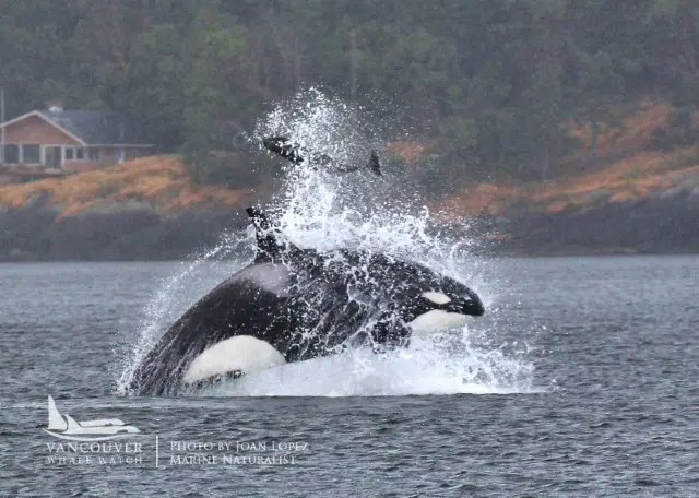 Whale Watching At Sea in Vancouver