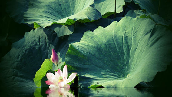 Lotus Viewing in Xinghua