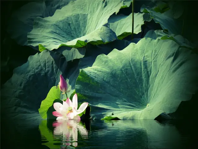 Lotus Viewing in Xinghua