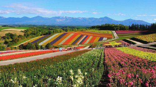 Grassland Tianlu Colorful Flower Field