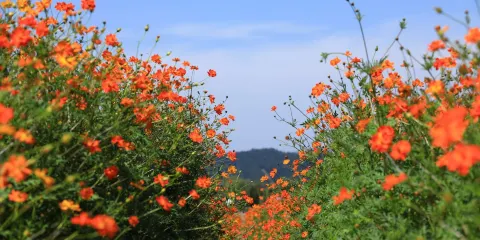 徑山花海