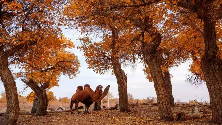 Hotels near Ejina Populus Euphratica Tourist Area