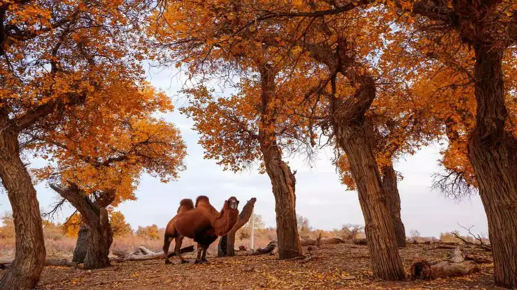 2_Ejina Populus Euphratica Tourist Area