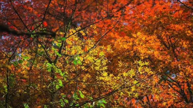 Fall Foliage Sightseeing in Ya'an